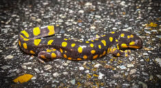 This Fall Herping Roadtrip Is Full of Great Finds! with NKFHerping and my724outdoors.com!