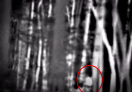 This Sasquatch Thermal Imaging by Mike Green Is Exciting to See with Sasquatch Outpost and my724outdoors.com!