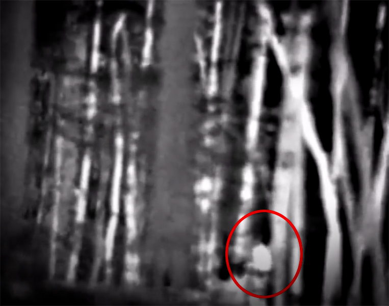This Sasquatch Thermal Imaging by Mike Green Is Exciting to See with Sasquatch Outpost and my724outdoors.com!