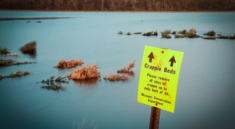 MDC seeks recycled Christmas trees to benefit fish and anglers in area lakes with MoConservation and my724outdoors.com!