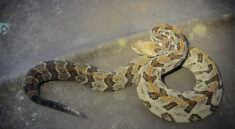 Spooky Georgia Forest Walk Yields Big Rattlesnake! with NKFHerping and my724outdoors.com!