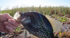 Crappie Speck Fishing on Lake Okeechobee Brings The Big Ones with Gators Outdoor Adventures And Guide Service and my724outdoors.com!