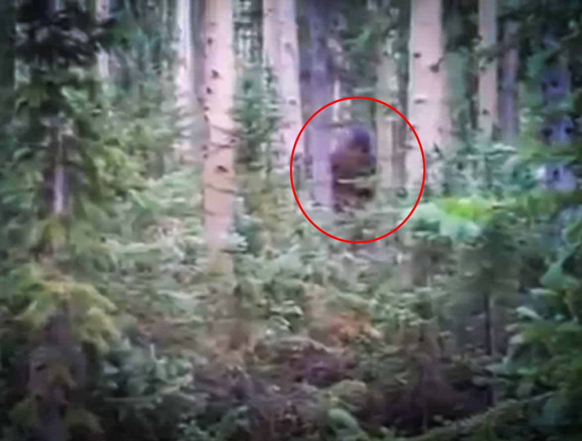 Incredible Bigfoot Sighting in Utah with Sasquatch Outpost and my724outdoors.com!