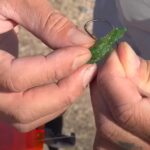 Mountain Dew Soaked Shrimp Catches Big Fish with Hey skipper and my724outdoors.com!