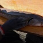 Sturgeon Tagging, Quail Hunting and Trout Fishing with KYAfield and my724outdoors.com!
