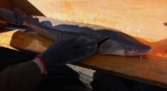 Sturgeon Tagging, Quail Hunting and Trout Fishing with KYAfield and my724outdoors.com!