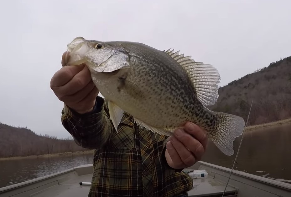 THIS Little Bait Catches LOADS Of MASSIVE Crappie with Richard Gene the Fishing Machine and my724outdoors.com!