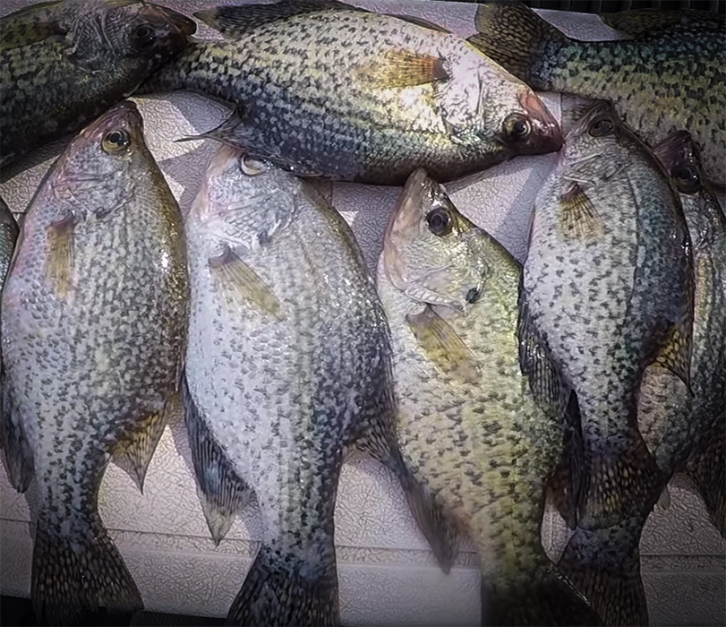 Use This Simple Tip While Crappie Fishing To Fill Your Live well with Richard Gene and my724outdoors.com!