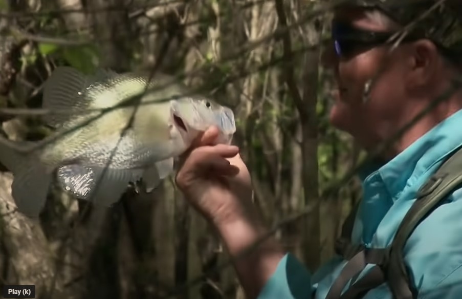 Using Waders for BIG Crappie Fishing at Grenda Lake with MDWFP and my724outdoors.com!