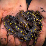 You Won't Believe the Salamanders We Found So Early In the Year with NKFHerping and my724outdoors.com!