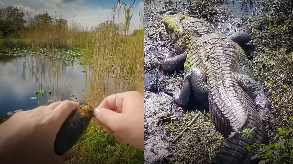 Incredible Topwater Fishing Action in Loxahatchee National Wildlife Refuge with Creek Fishing Adventures and my724outdoors.com!