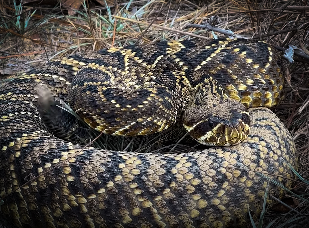 Massive Diamondback Rattlesnakes Hidden in the Grass with NKFHerping and my724outdoors.com!