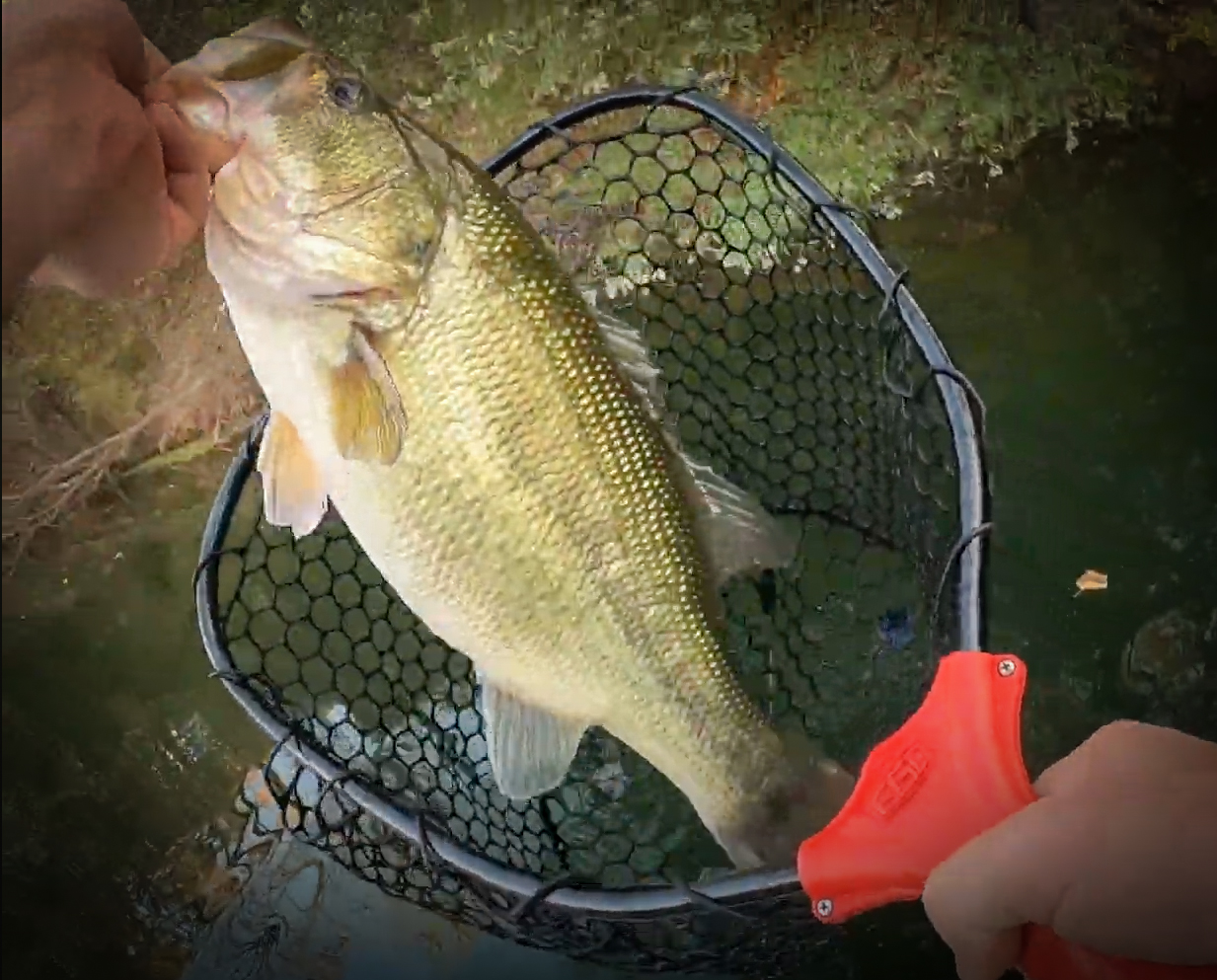 This Huge Largemouth Bass Was Caught with The Wacky Rig with Midwest Bass Hunter and my724outdoors.com!