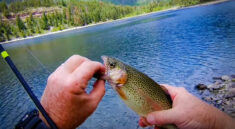 Trout Fishing 101 for Beginners with Jungle Explorer and my724outdoors.com!