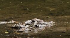Baby Gators Just Being Cute with NCWRC and my724outdoors.com!