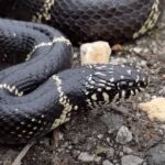 Kingsnakes, Cottonmouths, and Alligators in the Swamp with NKFHerping and my724outdoors.com!
