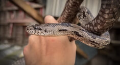 Looking for World's Largest Rattlesnake Species with NKFHerping and my724outdoors.com!