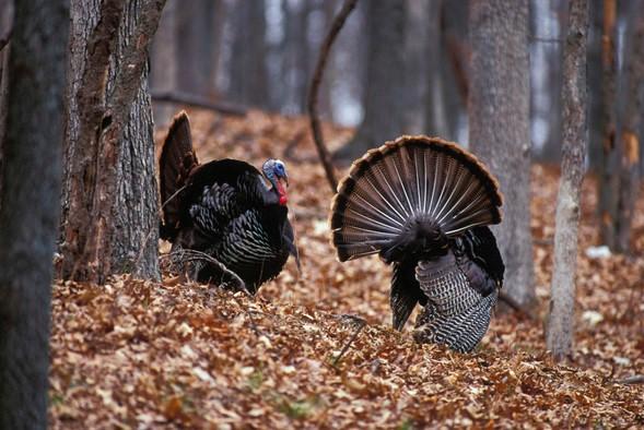 MDC offers free virtual Turkey Hunting Basics class March 23 with MoConservation and my724outdoors.com!
