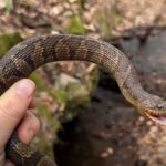 Massive Reptile finds in Georgia and Alabama with NKFHerping and my724outdoors.com!