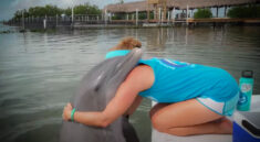 The AMAZING Dolphin Research Center in Grassy Key is a MUST DO for Families Visit Florida and my724outdoors.com!