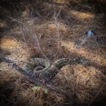 The Most Mammoth Rattlesnake We Have Ever Seen with NKFHerping and my724outdoors.com!