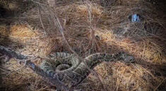 The Most Mammoth Rattlesnake We Have Ever Seen with NKFHerping and my724outdoors.com!