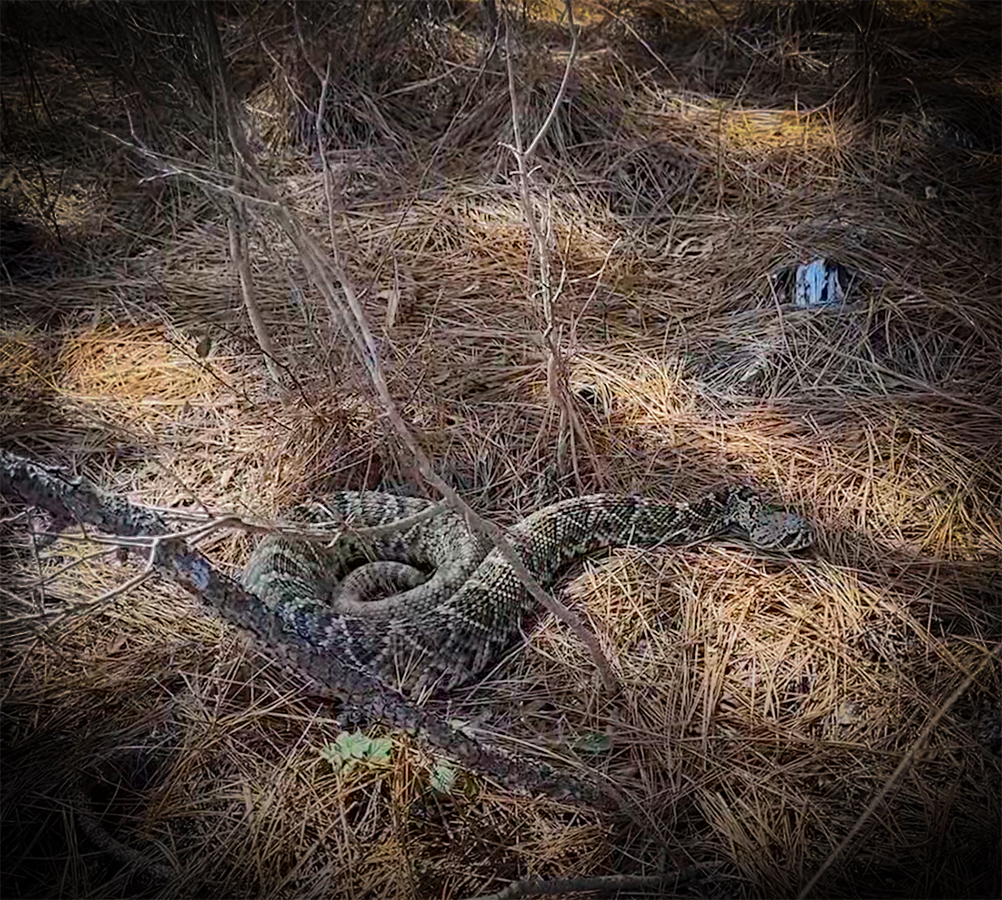 The Most Mammoth Rattlesnake We Have Ever Seen with NKFHerping and my724outdoors.com!