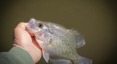 Try This AMAZING Jig & Bobber Setup for Crappie Fishing Action with Richard Gene the Fishing Machine and my724outdoors.com!