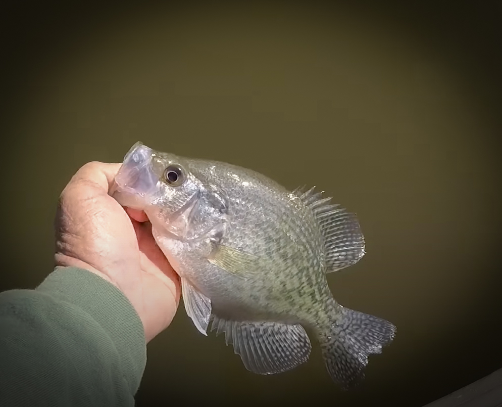 Try This AMAZING Jig & Bobber Setup for Crappie Fishing Action with Richard Gene the Fishing Machine and my724outdoors.com!