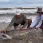 Using Big Catfish For Bait To Catch Sharks with Hey Skipper and my724outdoors.com!