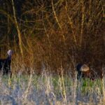 Turkey Hunting Safety Is Important so Please Read This with MoConservation and my724outdoors.com!