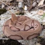 Gorgeous Copperhead Snakes and More in Missouri with NKFHerping and my724outdoors.com!