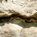 Tennessee Rock Wall Full of Snakes was a Shocking Discovery with NKFHerping and my724outdoors.com!
