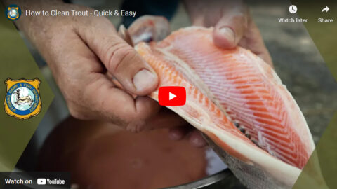 The Quick and Easy Way to Clean Trout with WGFD and my724outdoors.com!
