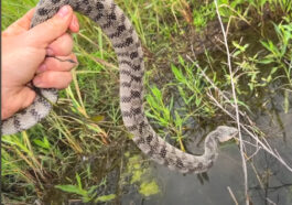 A Wonderful Day Finding Water Snakes in Arkansas with NKFHerping and my724outdoors.com!