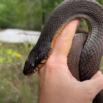 You Won't Believe The Huge Amount of Snakes We Found with NKFHerping and my724outdoors.com!