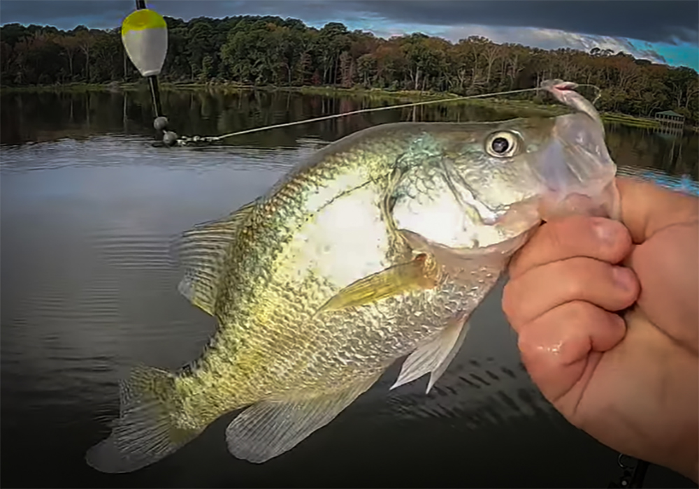 YOU Have to SEE These MONSTER CRAPPIE | my724outdoors.com